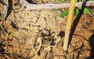 Planted climbing strawberry plants.