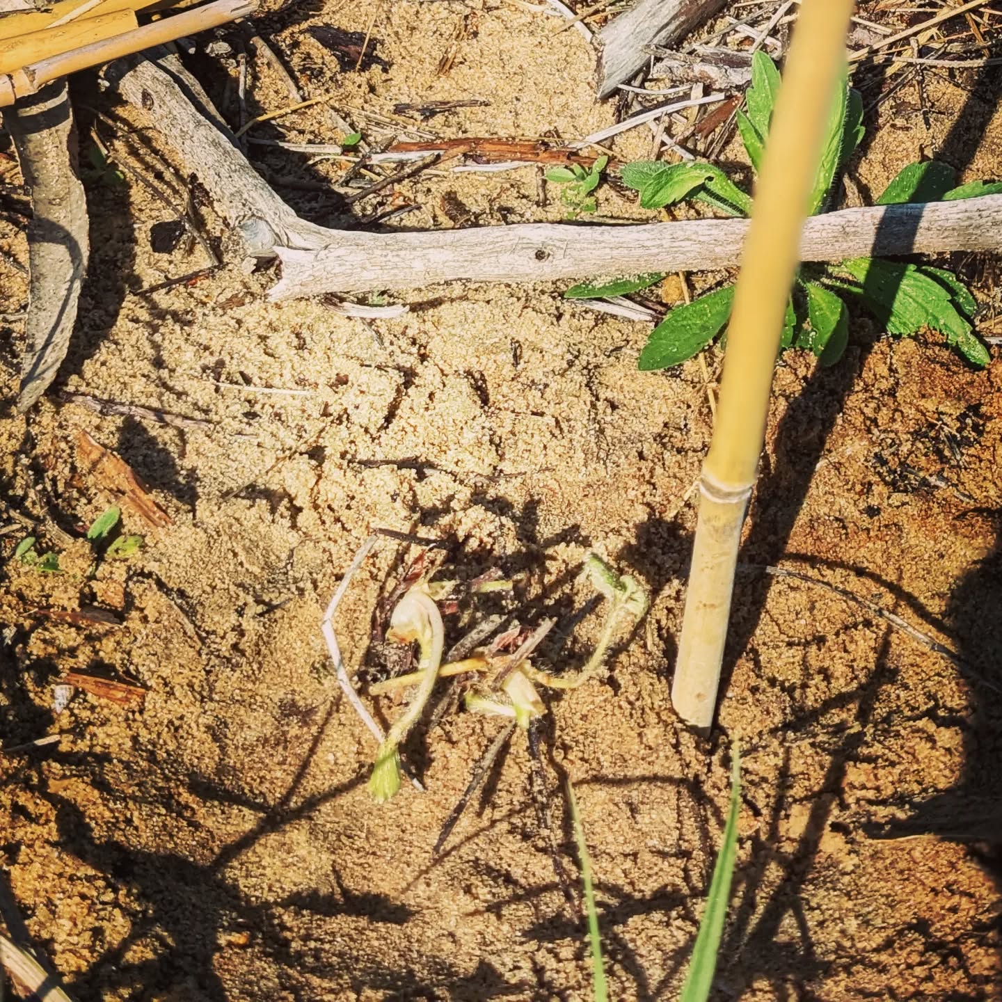 Planted climbing strawberry plants.
