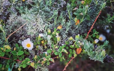 Lavender and rock rose growing together.