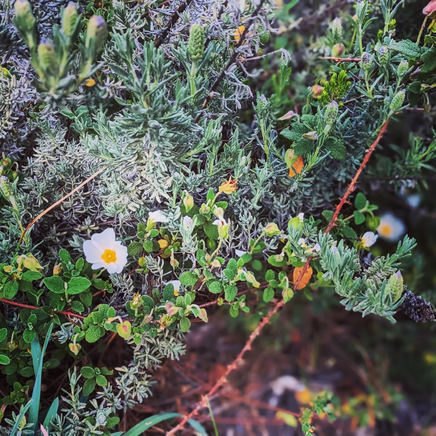 Lavender and rock rose growing together.