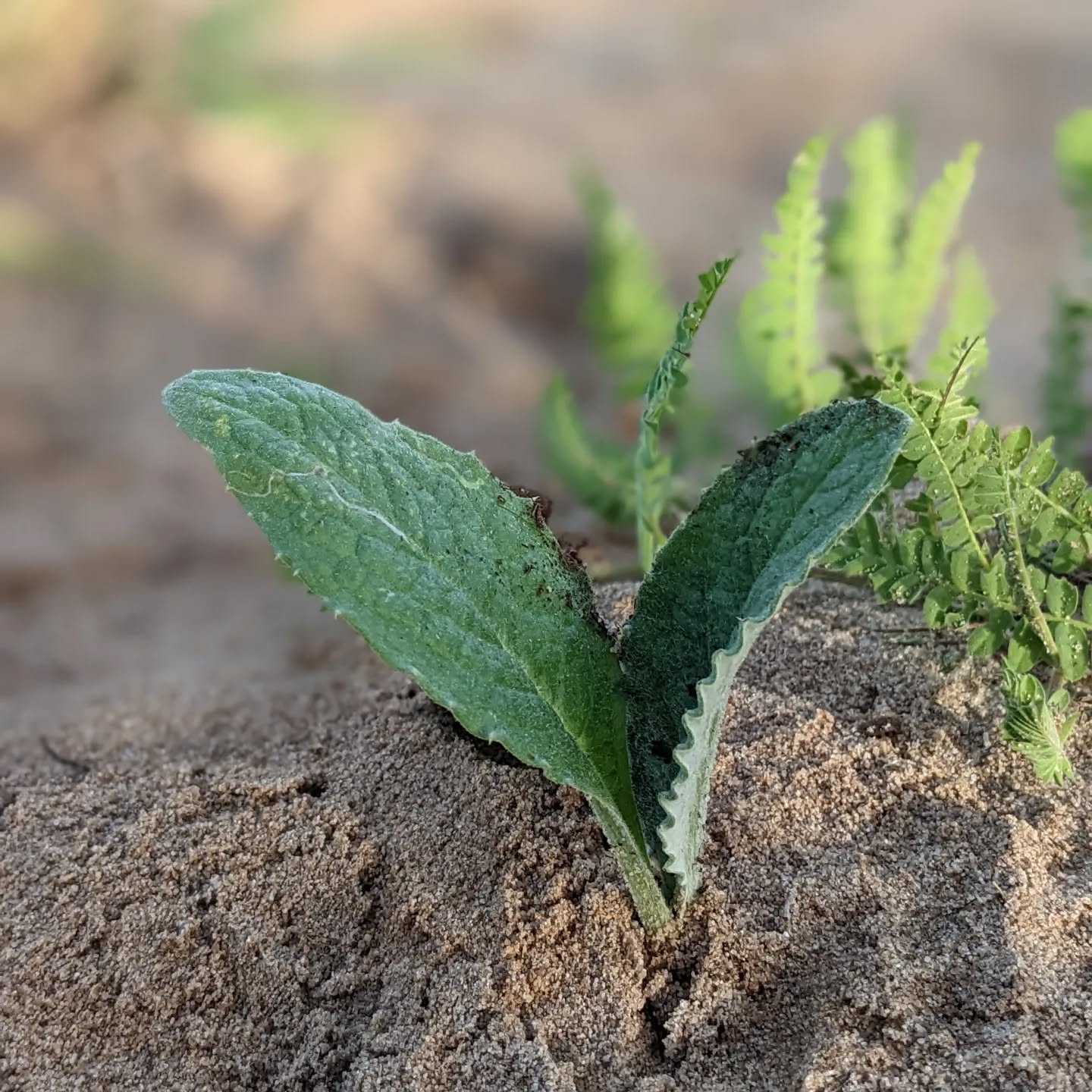Transplanted artichoke seedlings in the sandy corner.
