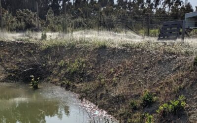 Microsprinkler irrigation sectors working again.