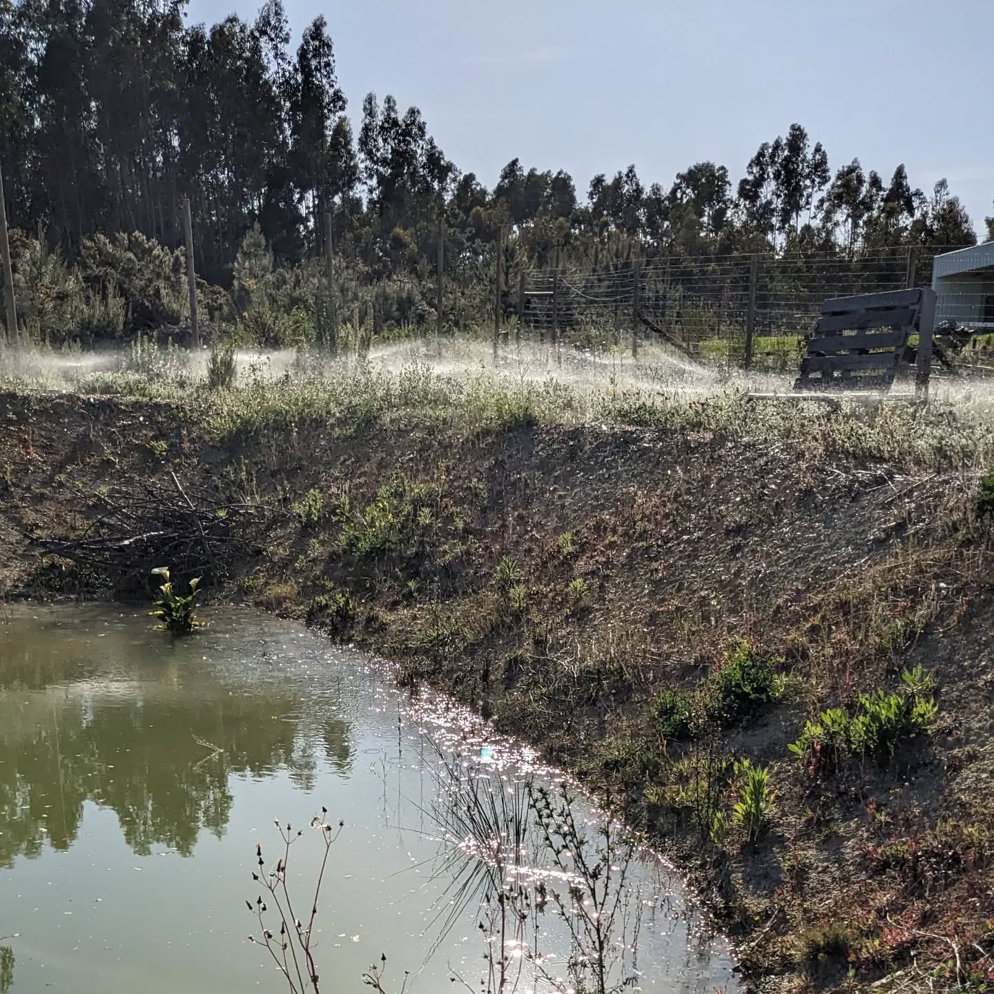 Microsprinkler irrigation sectors working again.