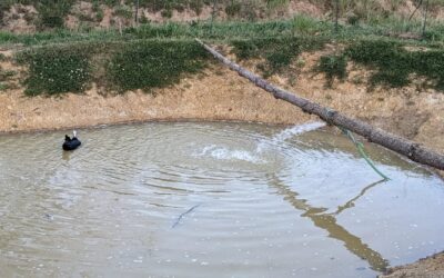 The irrigation system has been unavailable due to works to the tank and pump.