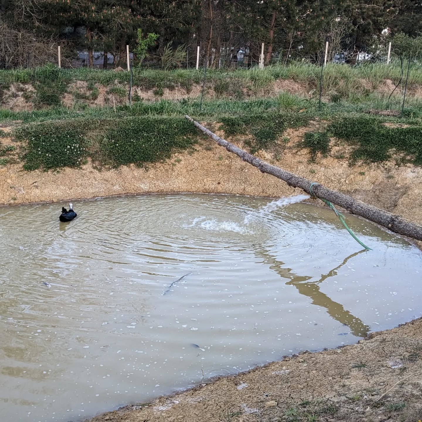 The irrigation system has been unavailable due to works to the tank and pump.
