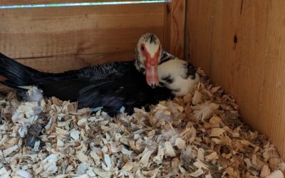Broody yet?
