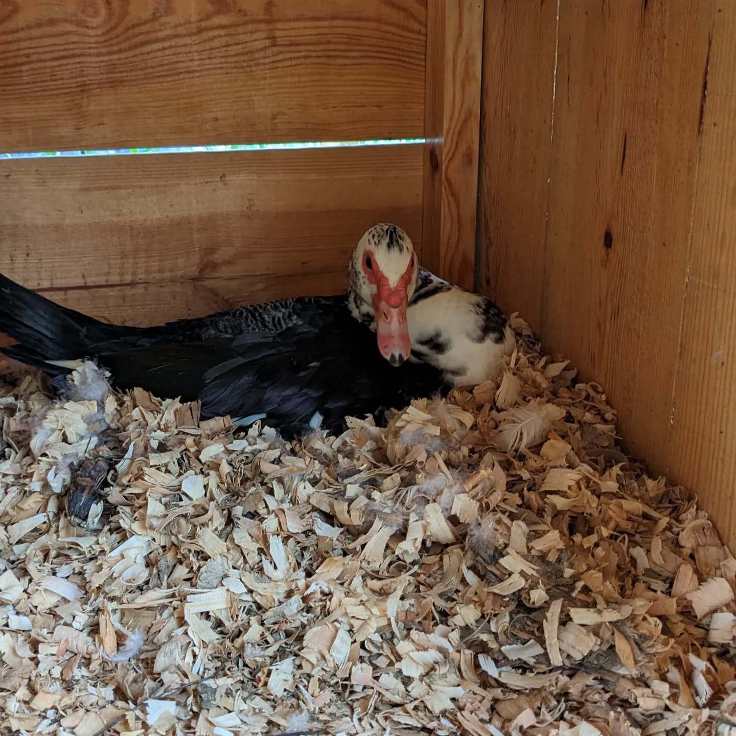 Broody yet?