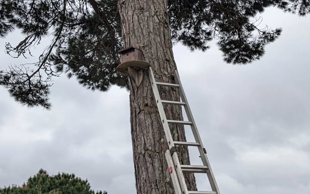 Installing the blue tits nest on the big pine tree trunk.