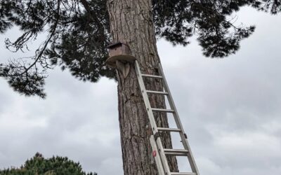 Installing the blue tits nest on the big pine tree trunk.