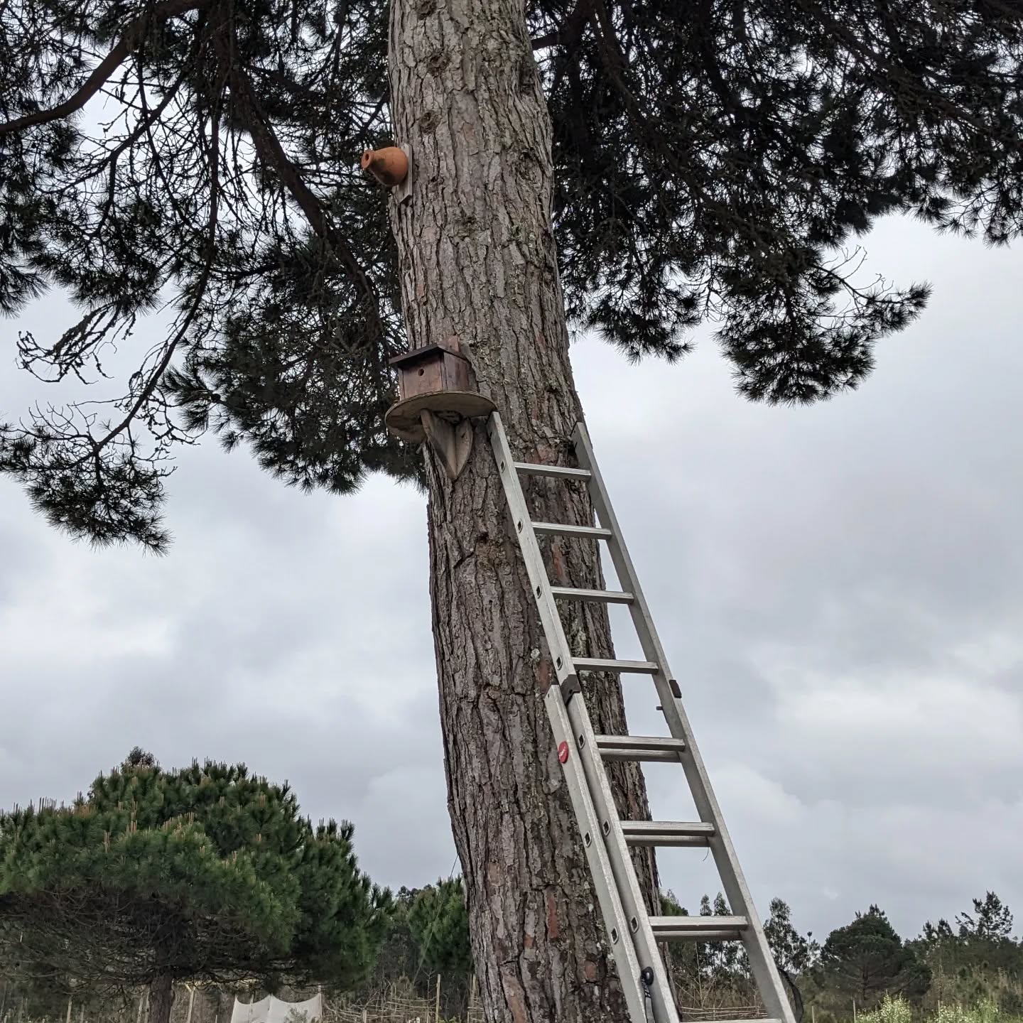 Installing the blue tits nest on the big pine tree trunk.