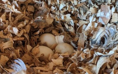 A second duck started laying eggs and making a nest.