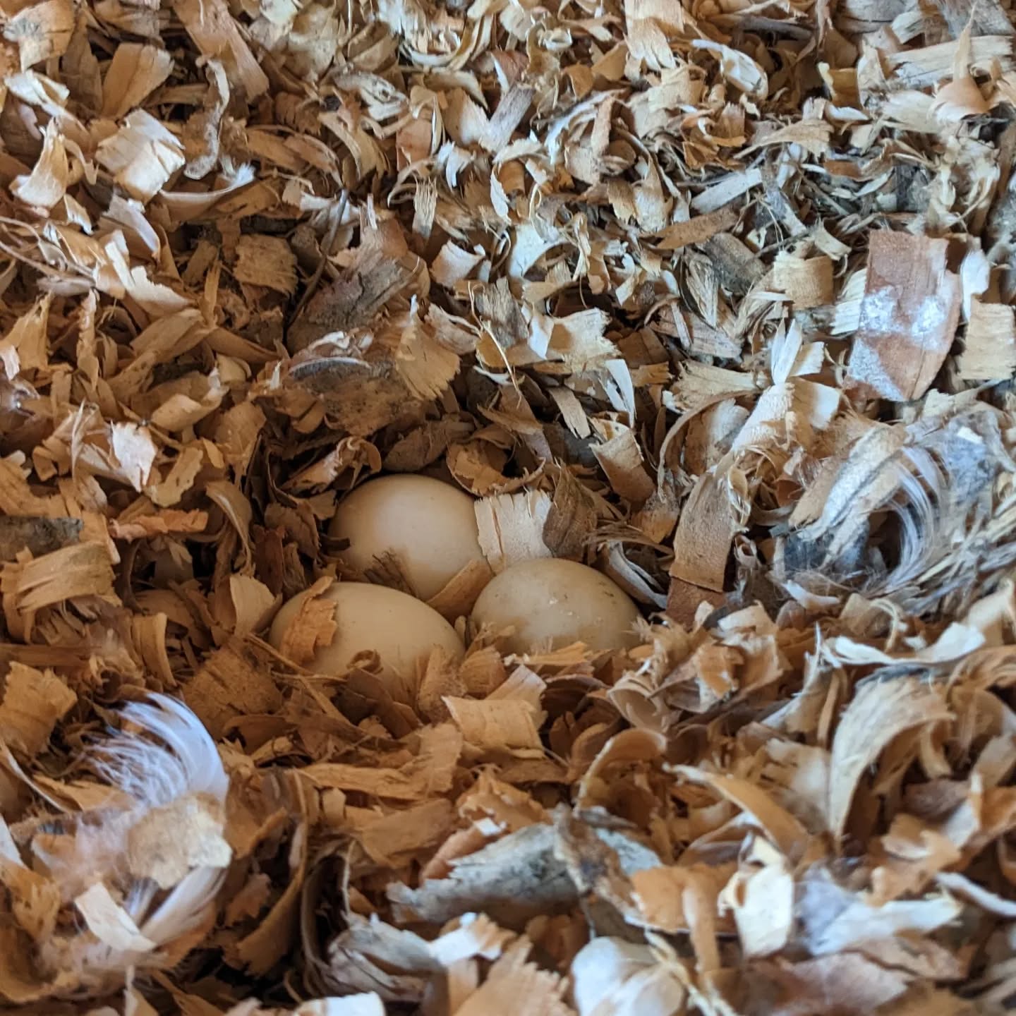 A second duck started laying eggs and making a nest.