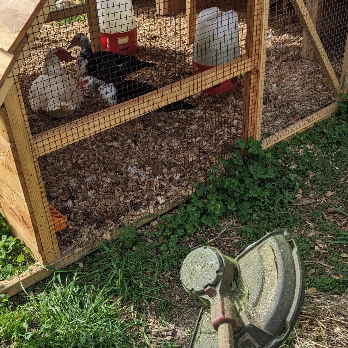 Cleaning along the #zone1 / #zone2 border, under the watchful eye of the ducks.