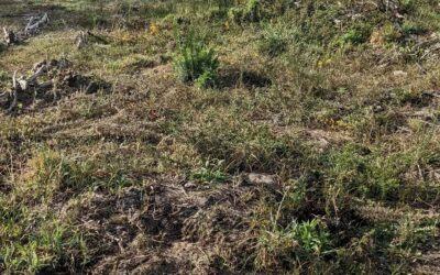 Cleaned an area in #zone3 to turn it into a pumpkin patch.