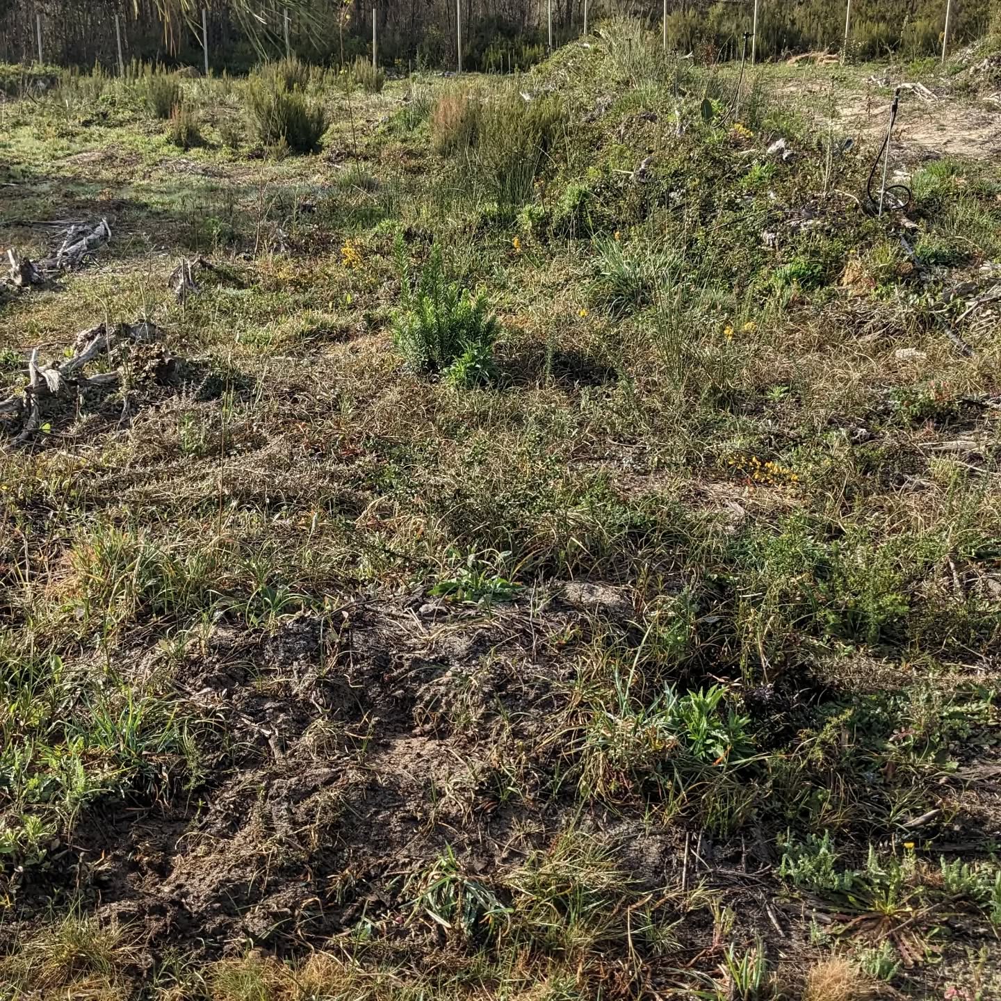 Cleaned an area in #zone3 to turn it into a pumpkin patch.