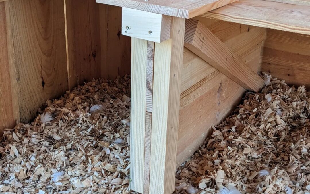 The duck coop has a lower shelf that they’ve been nesting and laying eggs under.