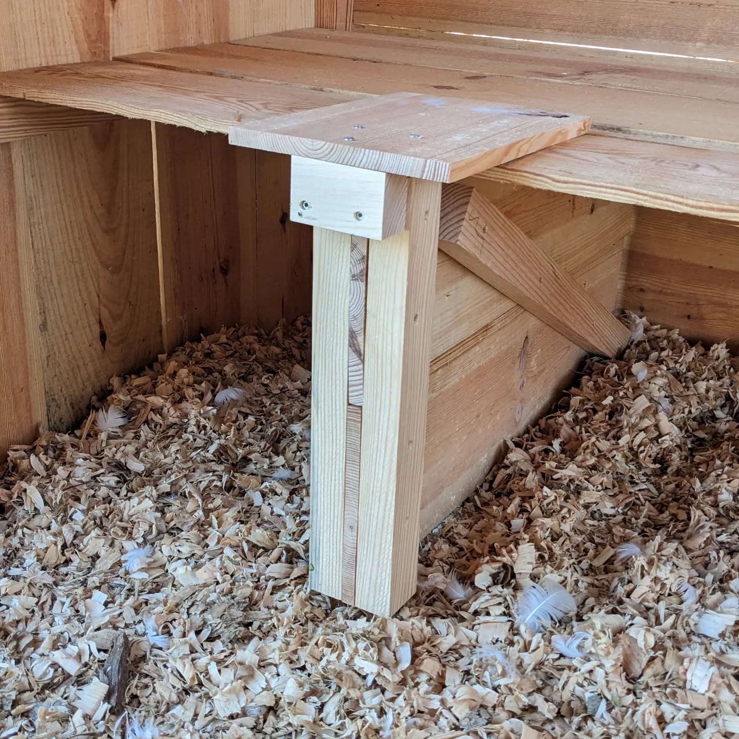The duck coop has a lower shelf that they’ve been nesting and laying eggs under.