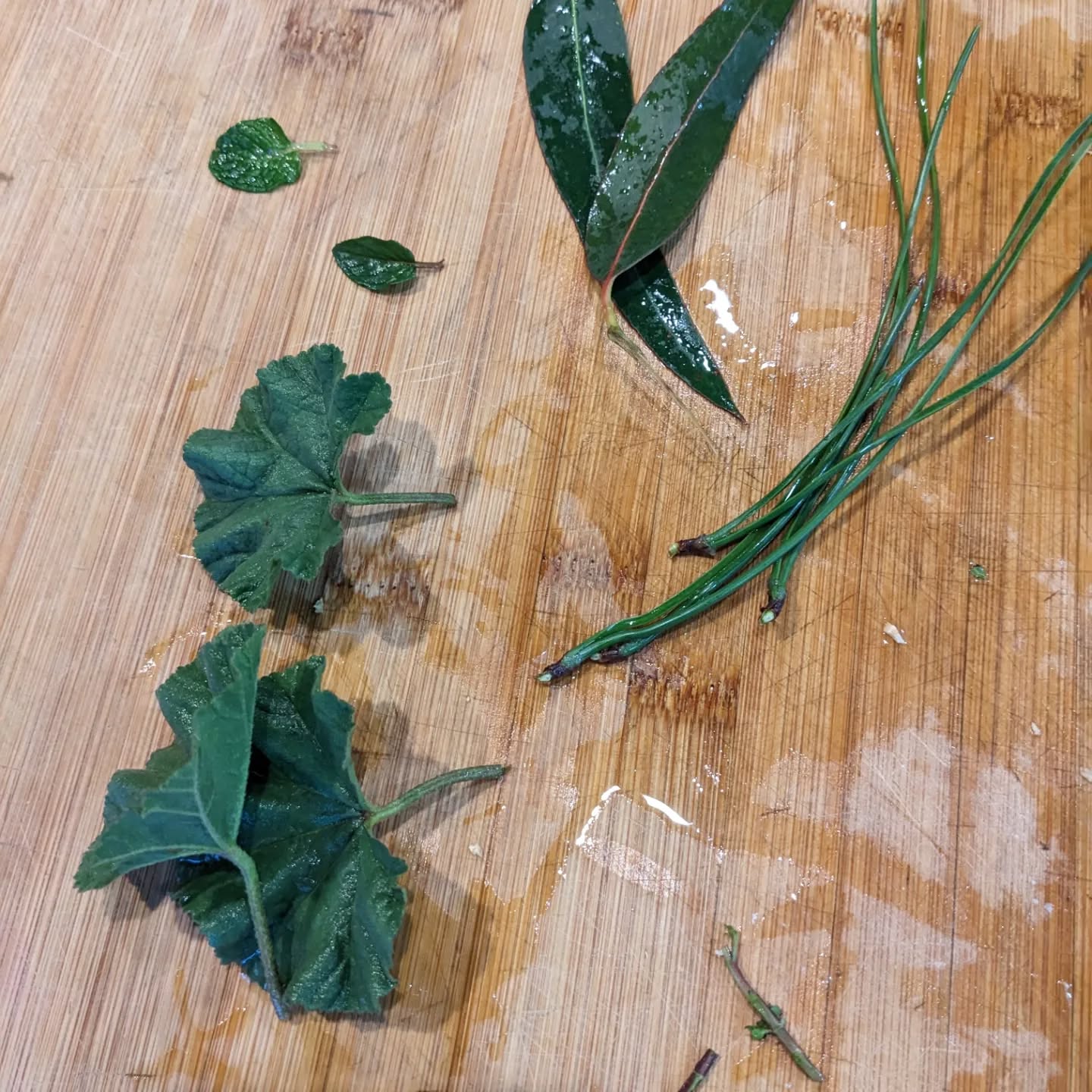 We are still recovering from whatever bug we got so we made another tea. This one is #malva, #eucalyptus , #pine, and #mint. Everything from a few meters away from the kitchen. The only outside addition was the ginger. One of us picked the leaves, the kids Identified the plants and cooked it.