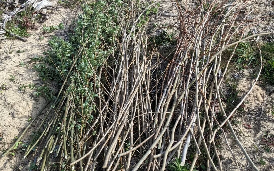 A bunch of willow, poplar, and plane tree cuttings being prepared for planting.