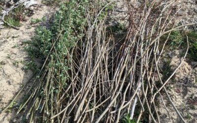 A bunch of willow, poplar, and plane tree cuttings being prepared for planting.