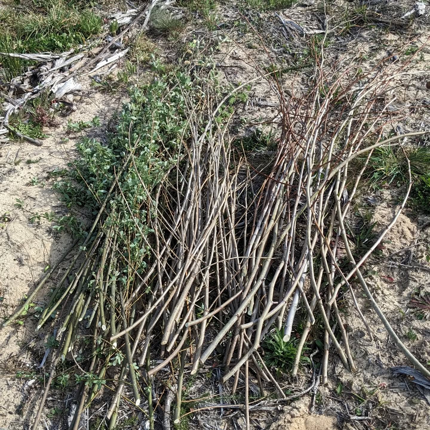 A bunch of willow, poplar, and plane tree cuttings being prepared for planting.