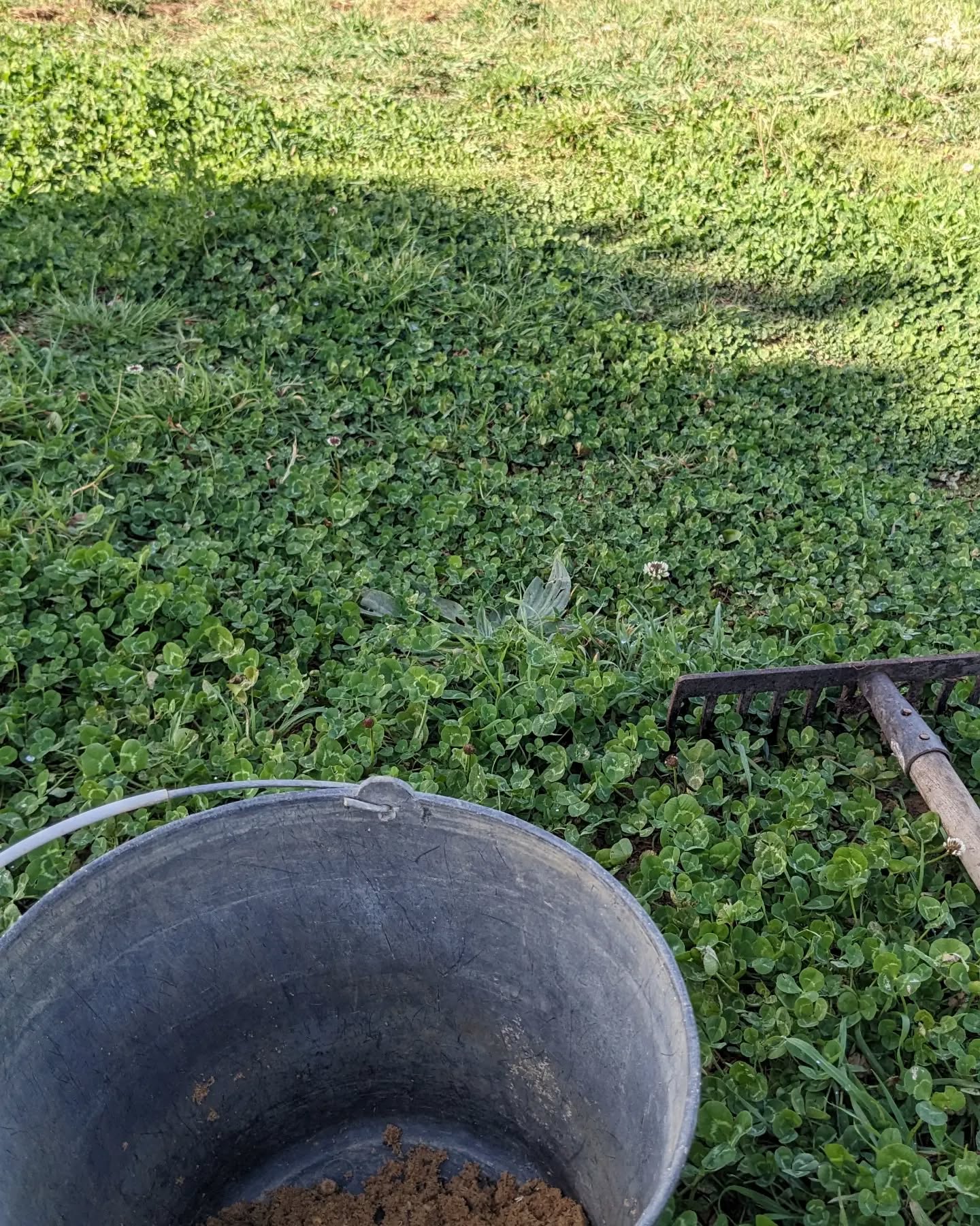 Planted an assortment of seeds in the pasture strip that the ducks just left.