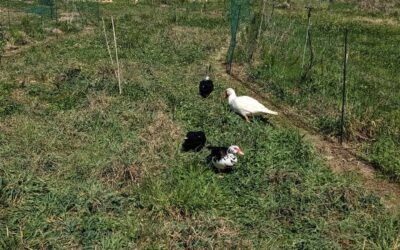 Ducks happily grazing in a new strip of pasture.