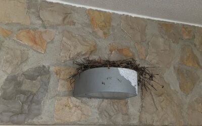 Some birds seem to have built a nest on top of one of the outdoor lights.