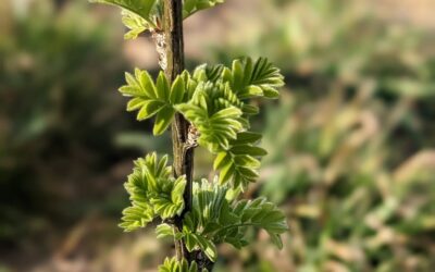 Siberian pea shrub starting to grow leaves.
