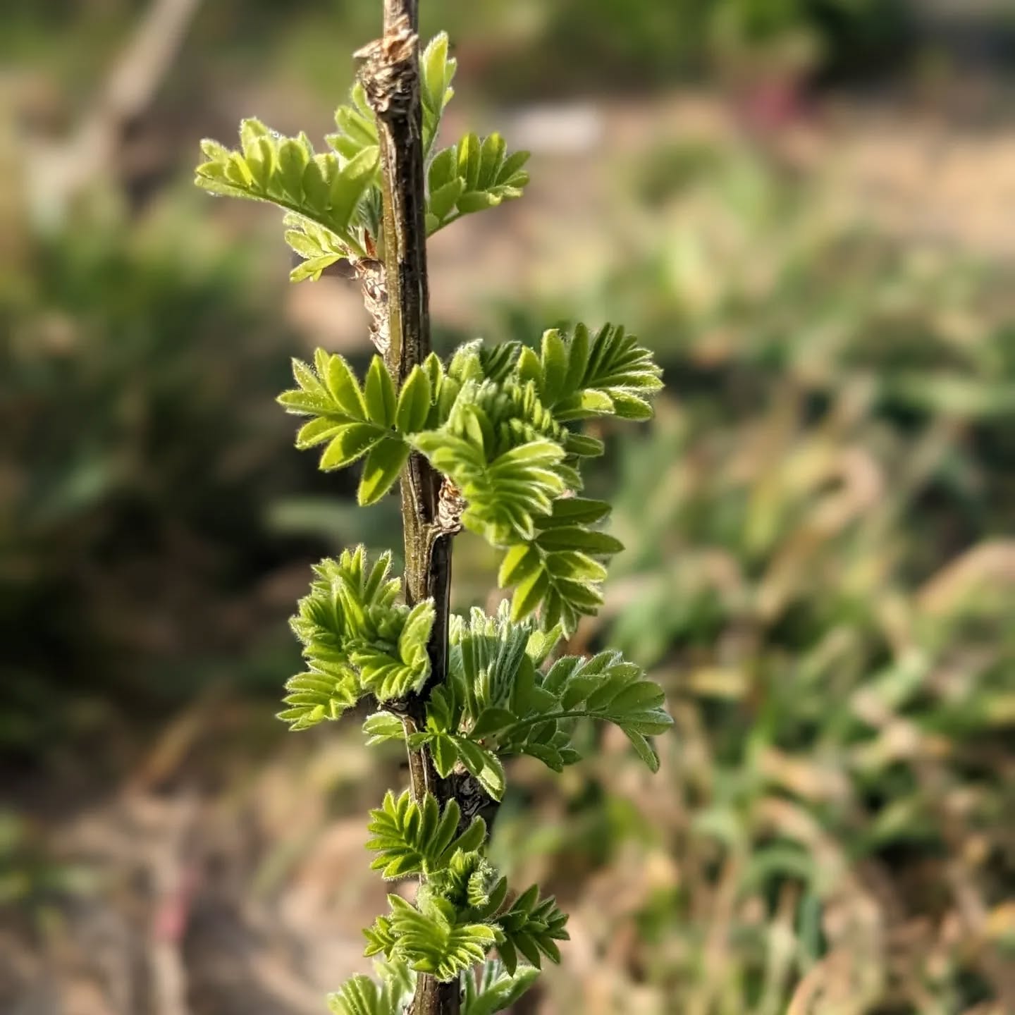 Siberian pea shrub starting to grow leaves.