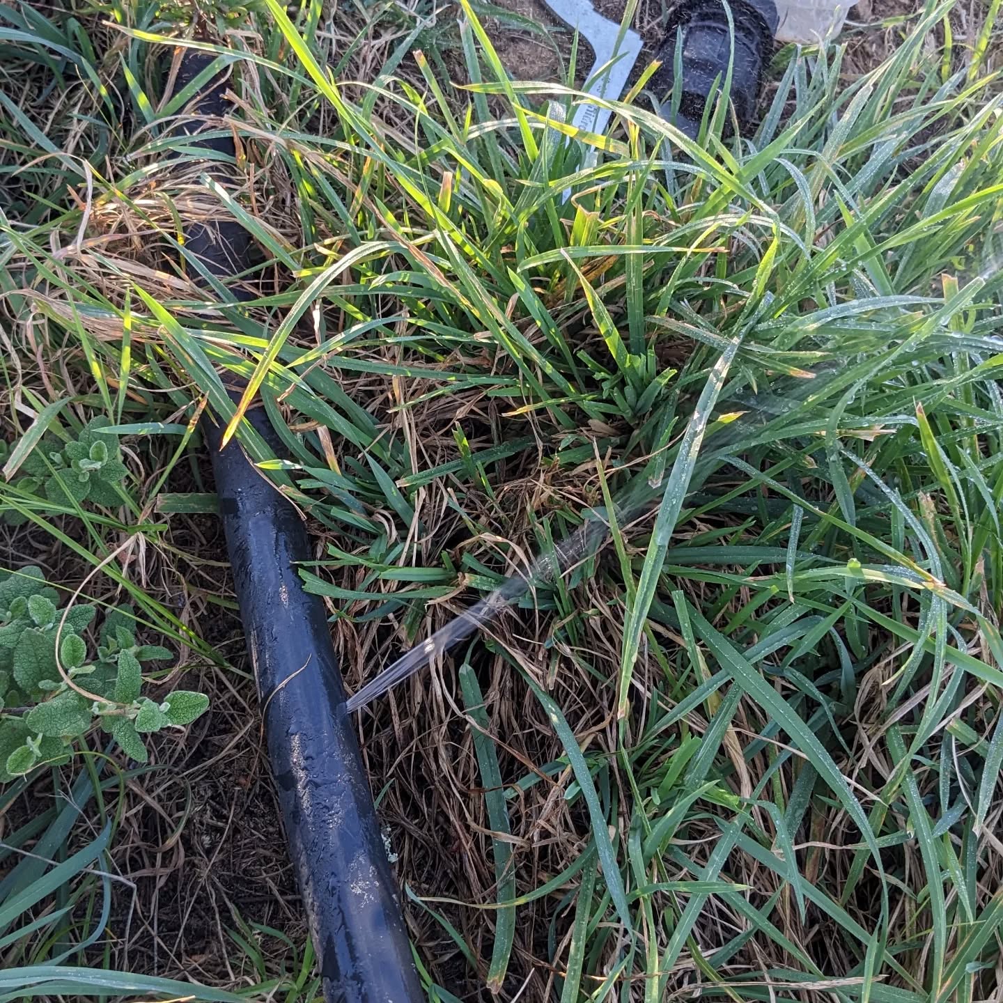 Irrigation season is almost here. There was a leak in the mainline, where I’d hit it too hard while hand cutting grass.