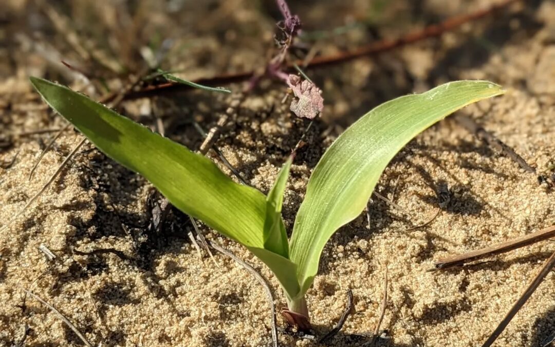 The corn we planted just over two weeks ago in the west swale is growing nicely.