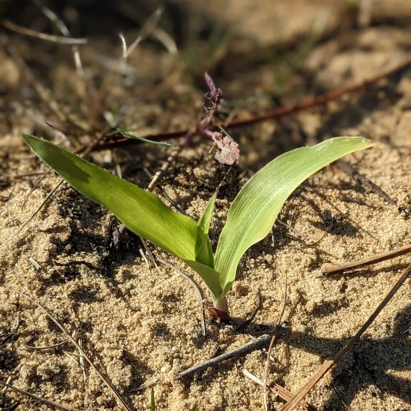 The corn we planted just over two weeks ago in the west swale is growing nicely.