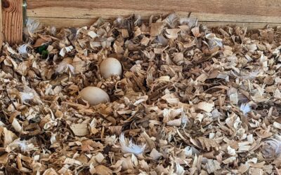 The ducks have laid their first eggs. Congratulations.