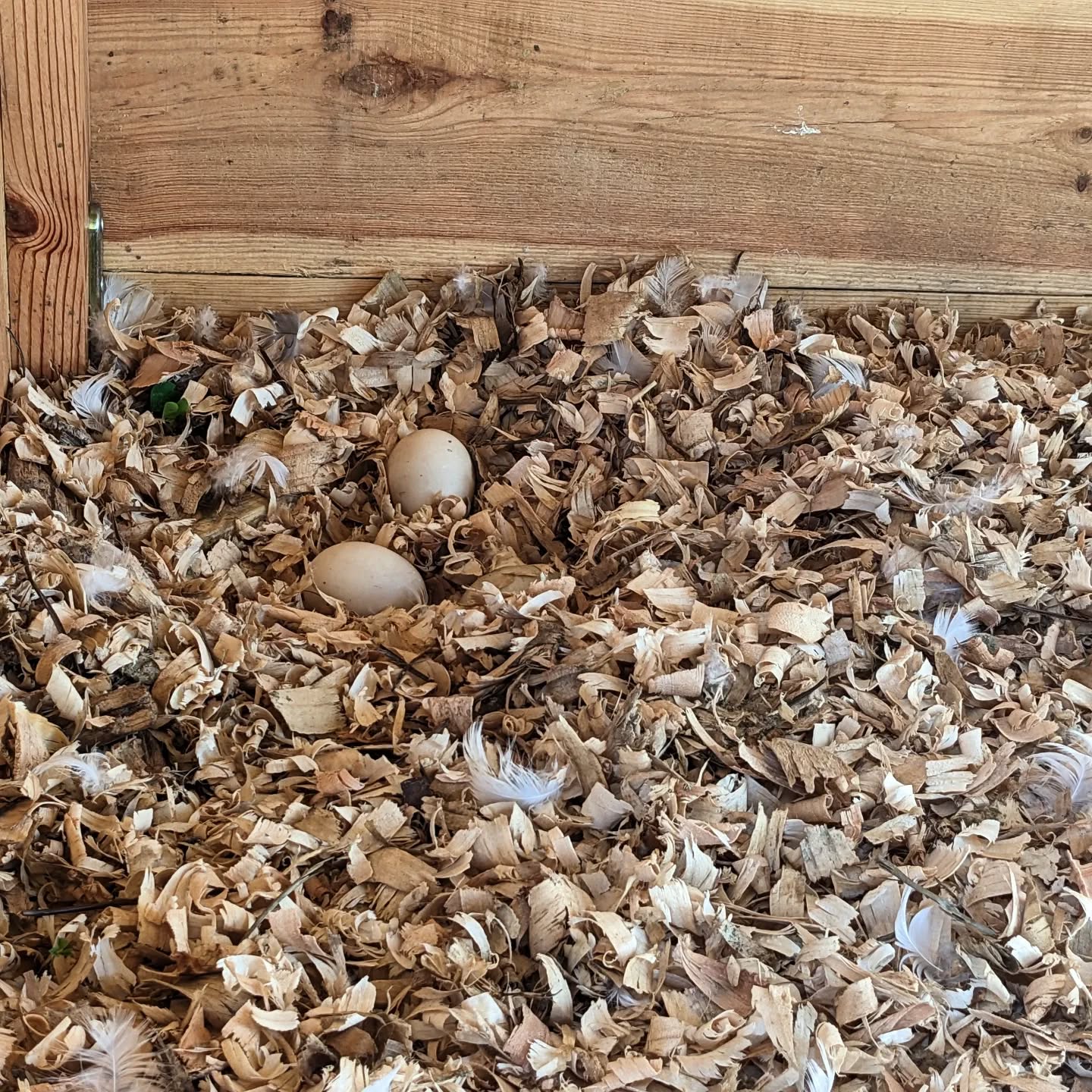 The ducks have laid their first eggs. Congratulations.