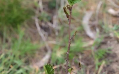 This alder was just planted a couple weeks ago and is already growing leaves. Yay for spring’s arrival :)