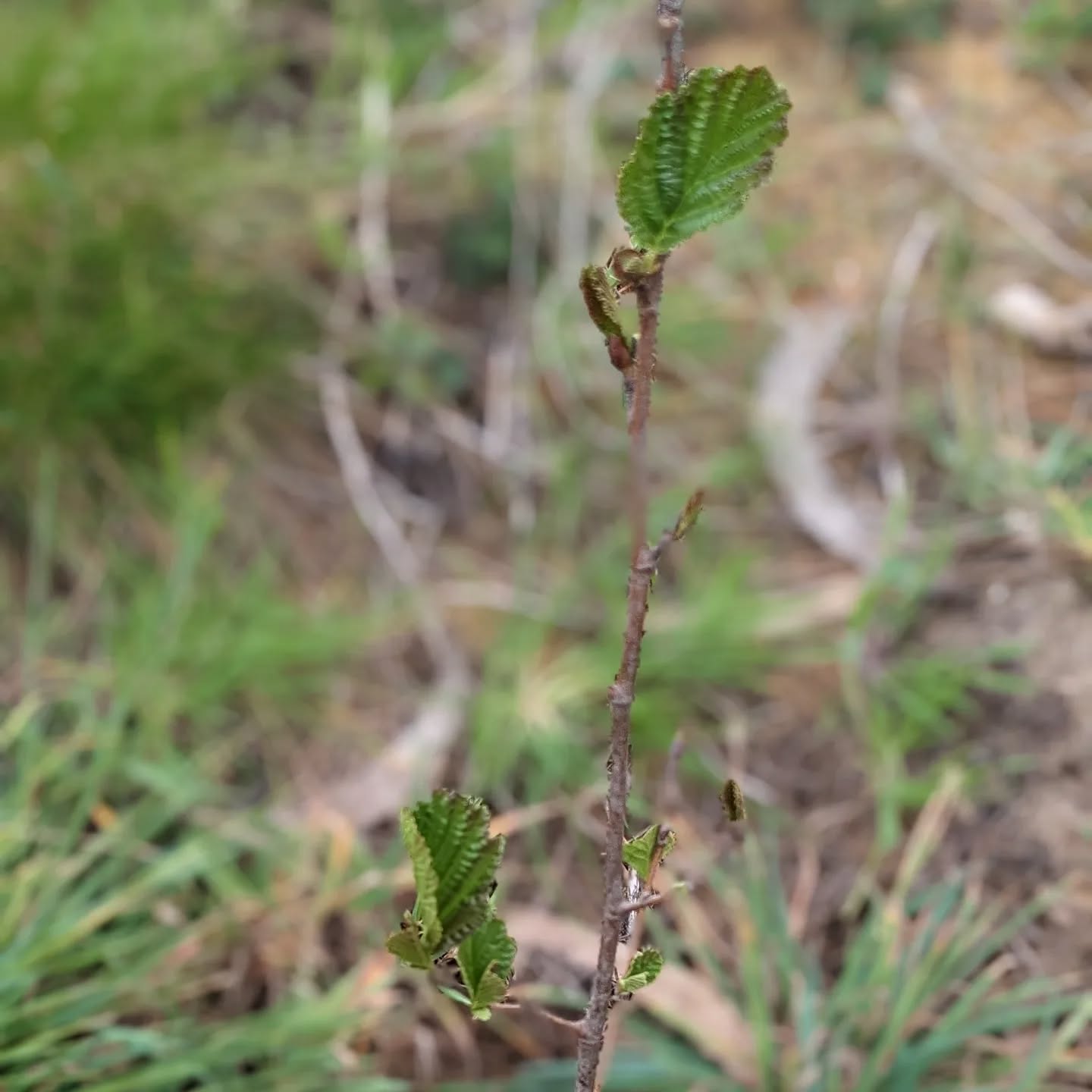 This alder was just planted a couple weeks ago and is already growing leaves. Yay for spring’s arrival :)