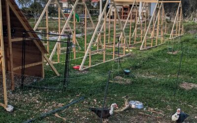 All 3 new duck coop frames in their final positions.
