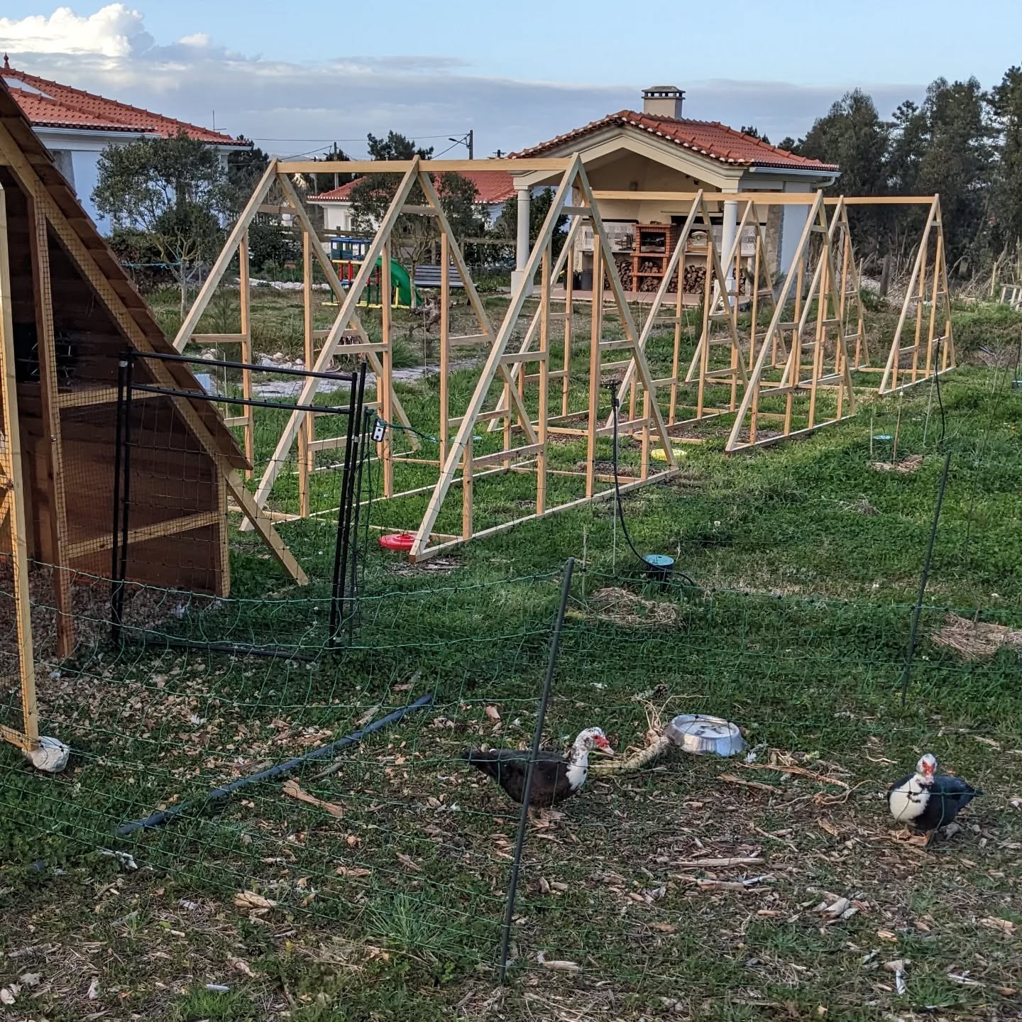 All 3 new duck coop frames in their final positions.