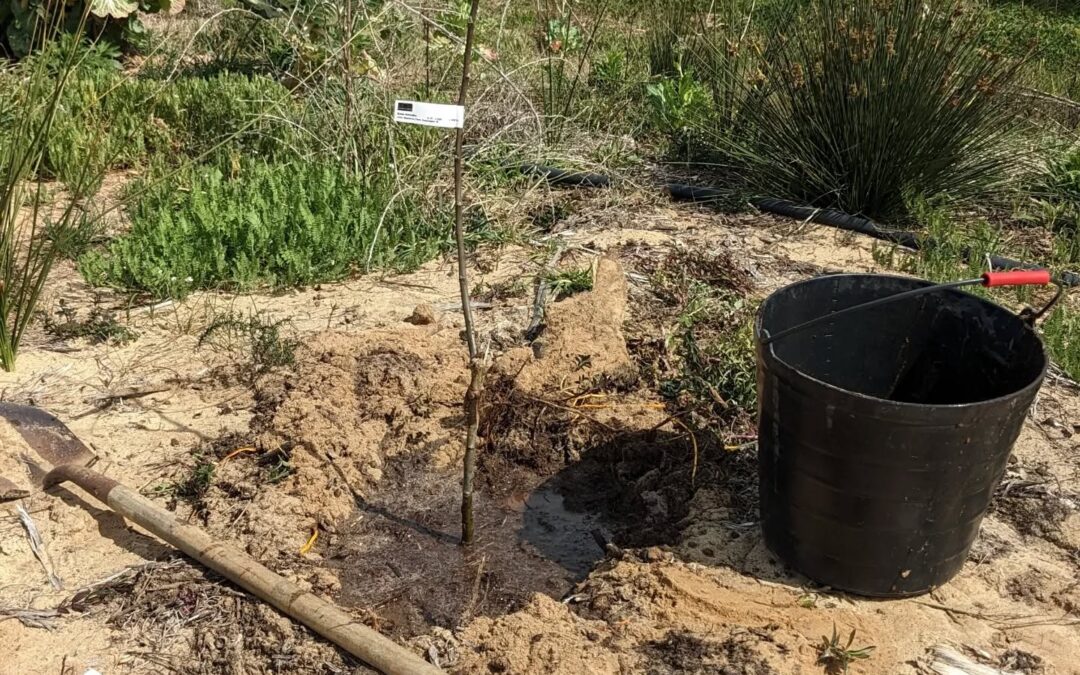 Planting a couple more apple trees.