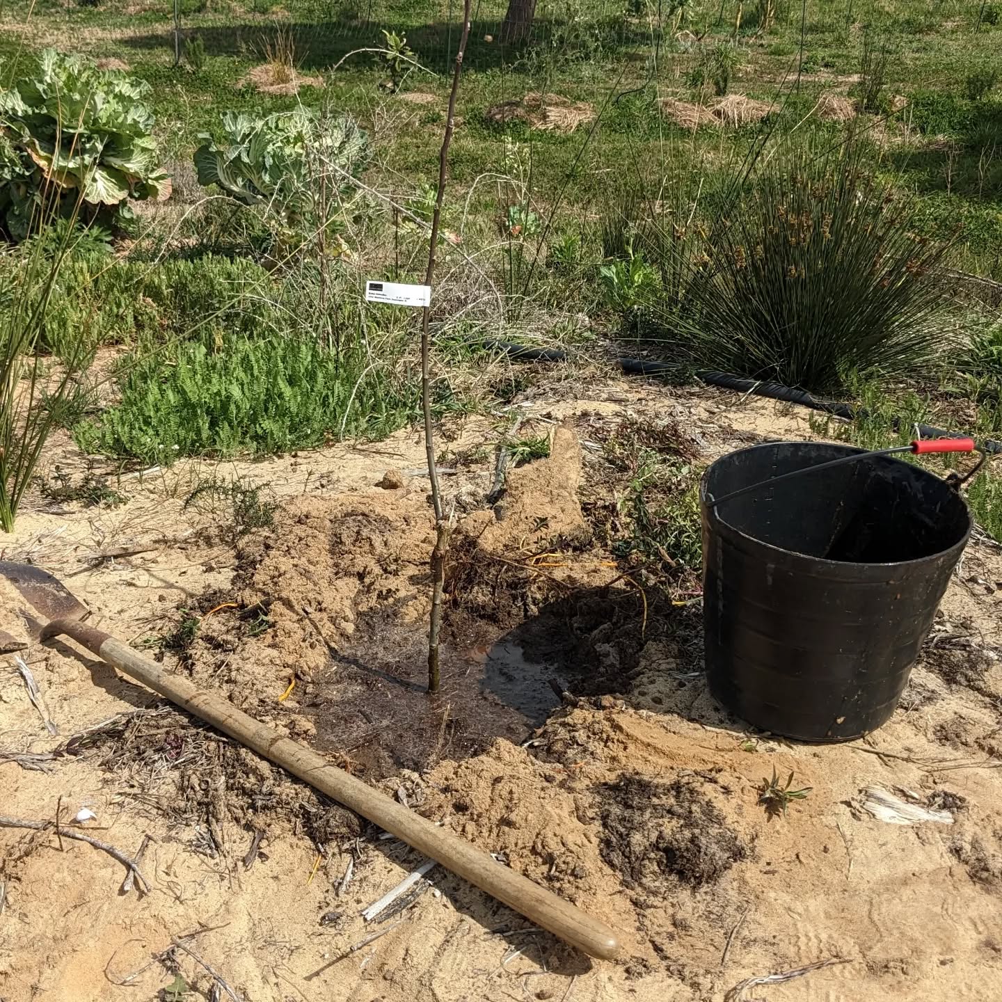 Planting a couple more apple trees.