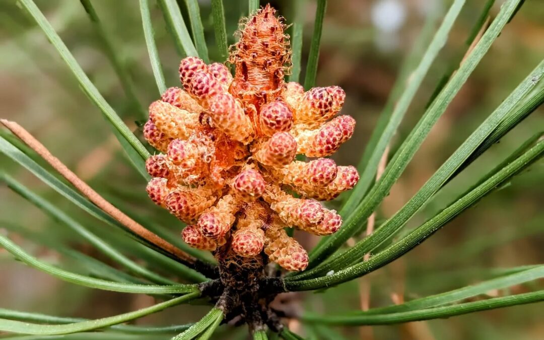 So beautiful. A maritime pine getting ready for Spring.