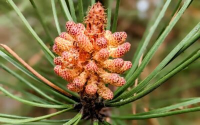 So beautiful. A maritime pine getting ready for Spring.