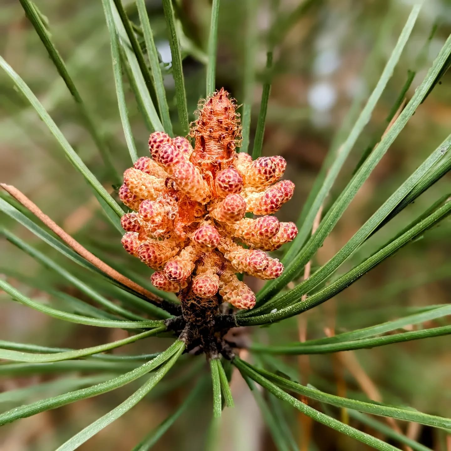 So beautiful. A maritime pine getting ready for Spring.