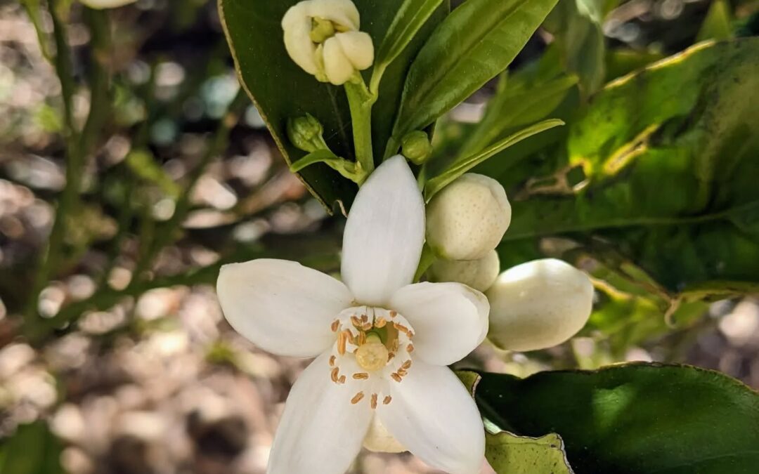 The orange trees have started to flower and the fragrance is so uplifting