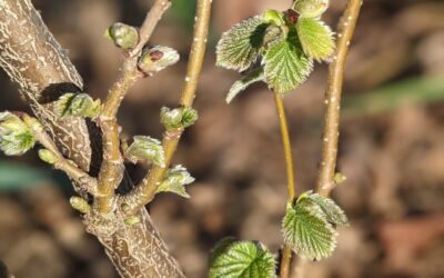 Hazel leaves coming out of their buds.