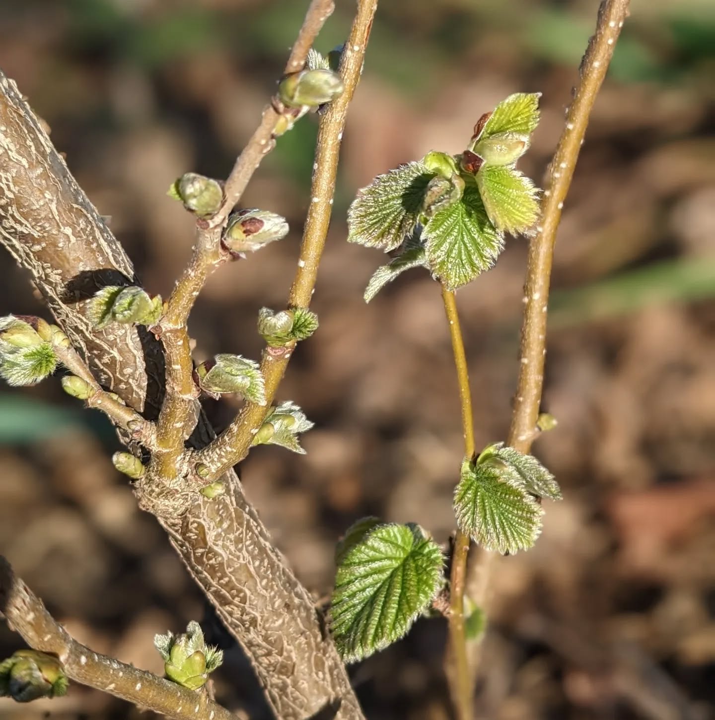 Hazel leaves coming out of their buds.