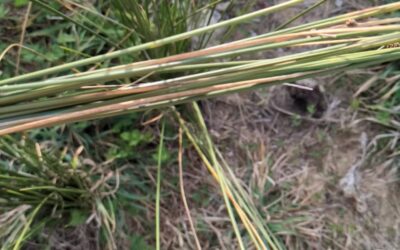 These #juncos are growing so strong.