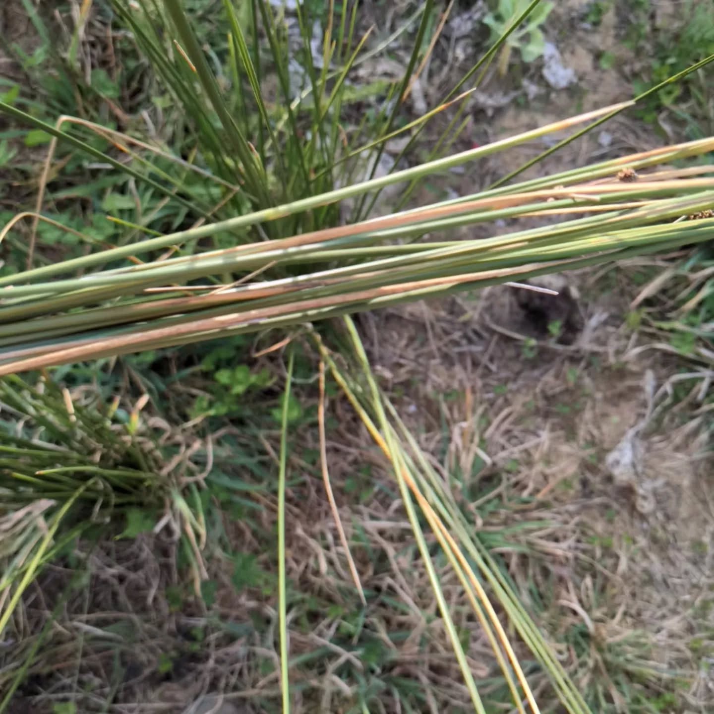 These #juncos are growing so strong.