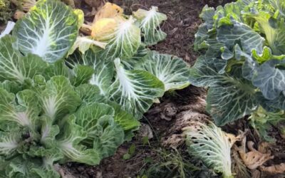 During a pruning session, we ended up looking for some chop and drop opportunities. The cabbages are great for that. Just removing the older leaves adds a lot of goodies to the ground and nudges the plant to keep on growing 🤞